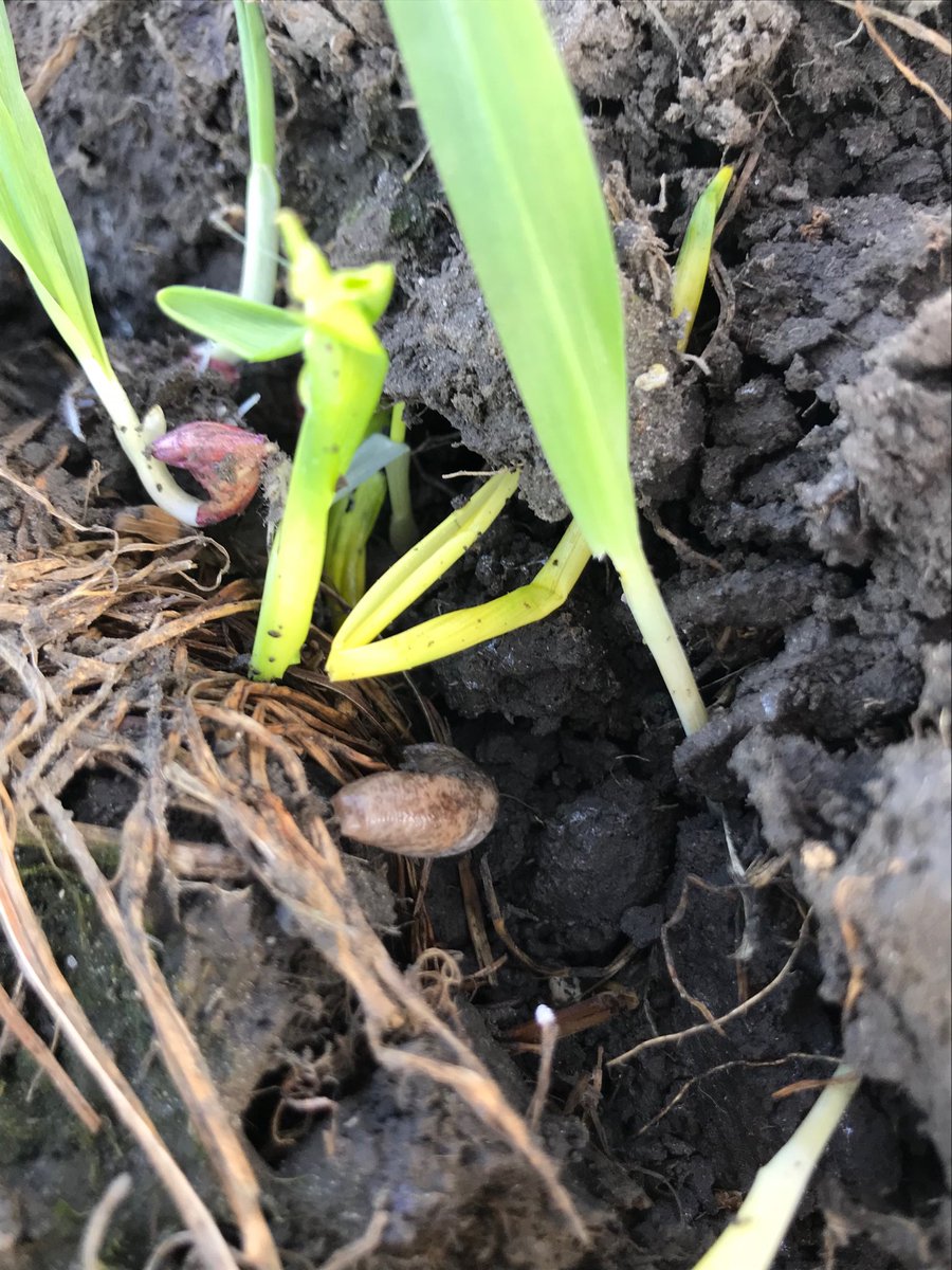 Pauloliver73's tweet photo. Slug in proximity of RAPPEL™ barley. Not touching seedlings https://t.co/OqyzoI8qod