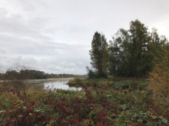 NancySmall's tweet photo. Views like this in BC’s 3rd largest city. #BurnabyLake #lunchtimeruns https://t.co/iaisZt8Z7H