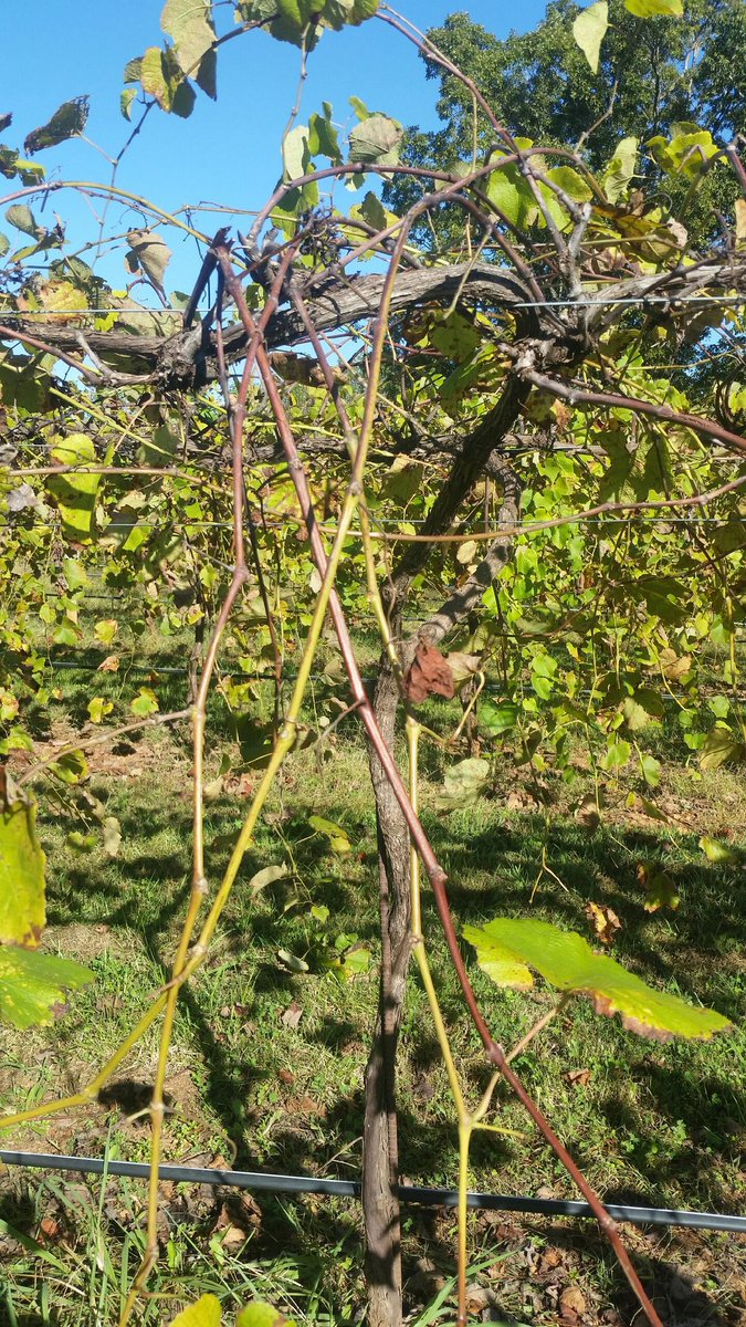 threesistersvin's tweet photo. Ever wonder what happens after the grapes have been picked?  Well, the vines decide it is almost time for a long winters nap... https://t.co/SyvmmevKd4