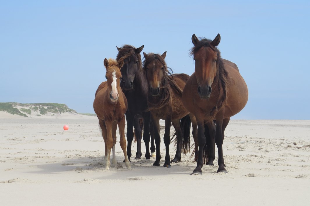 jocelynpoissant's tweet photo. Looking for MSc/PhD @UCalgary to study ecology and evolution of nemabiome/microbiome in wild horses. Please share! https://t.co/6GNMMBrD9I https://t.co/HwgeDMfcL2