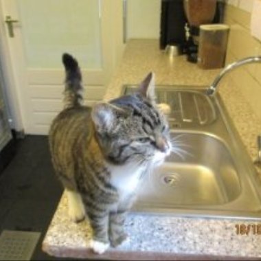 18.10.2017 gevonden op Thorbeckelaan,Sliedrecht een kater,
cypers grijs met wit - goo.gl/1Js8XN