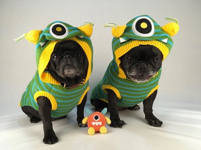 organicpetbtq's tweet photo. #nebulathepug #instapug #halloween🎃 #blackpugoftheday #spcala #adoptdontshop🐾 #mopstagram #potbellypug #seniorpugsrule #speakpug #qtpug https://t.co/CcwGDNiwRv