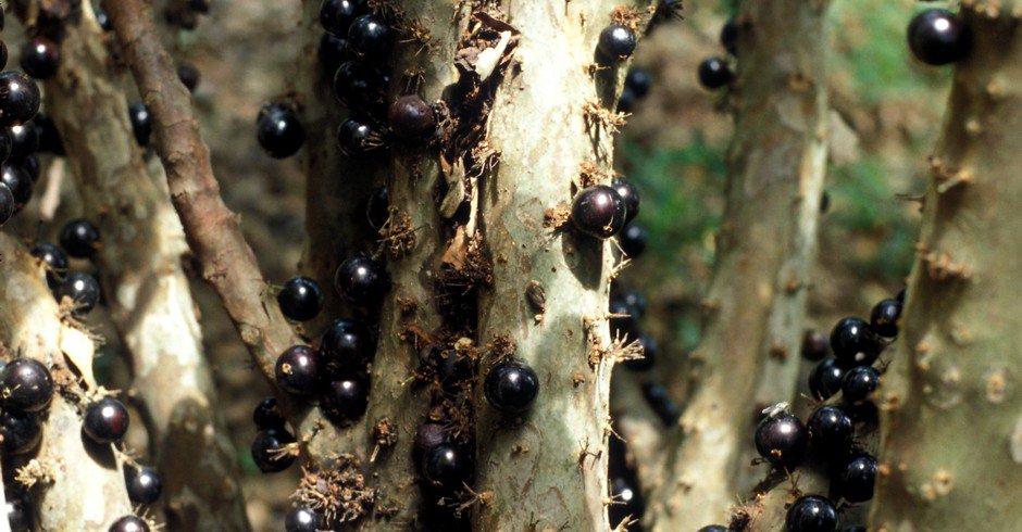 Globo_Rural's tweet photo. FDS tá chegando e sabemos que vocês precisam de assunto para as crushs: 10 coisas sobre o cultivo de jabuticaba https://t.co/eUSYKs0t14 https://t.co/zEO5VXebSz