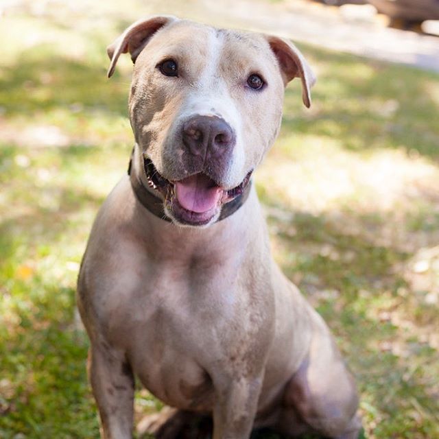 austinpetsalive's tweet photo. Trent is one of our #apalongstaydogs which means he’s spent quite a lot of time at our shelter. Adopt him? https://t.co/wjVzrazmgs https://t.co/csh3ABf4D3