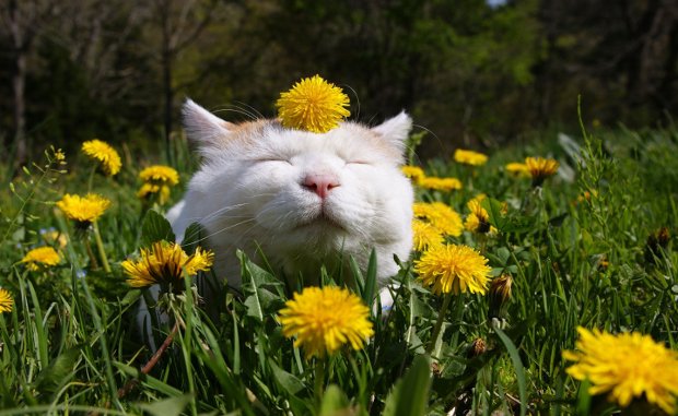 Gracie_DeLunac's tweet photo. @Polar_Bear_Edit Kitrik (of #TheValaWing) is a gardener so he would be somewhat like this cat.

#CatMC https://t.co/yodLHJrUEq