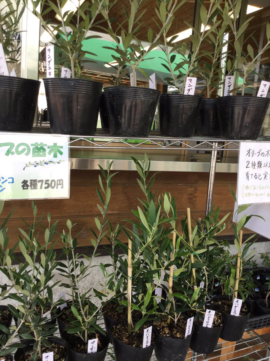 オリーブ苗木 オリーブ苗木