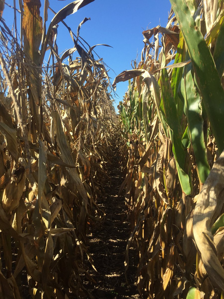 WWPENC's tweet image. Pioneer 1197 left vs. Channel 212-20STX right.  Can you say plant health!!  #PlacedToPerform