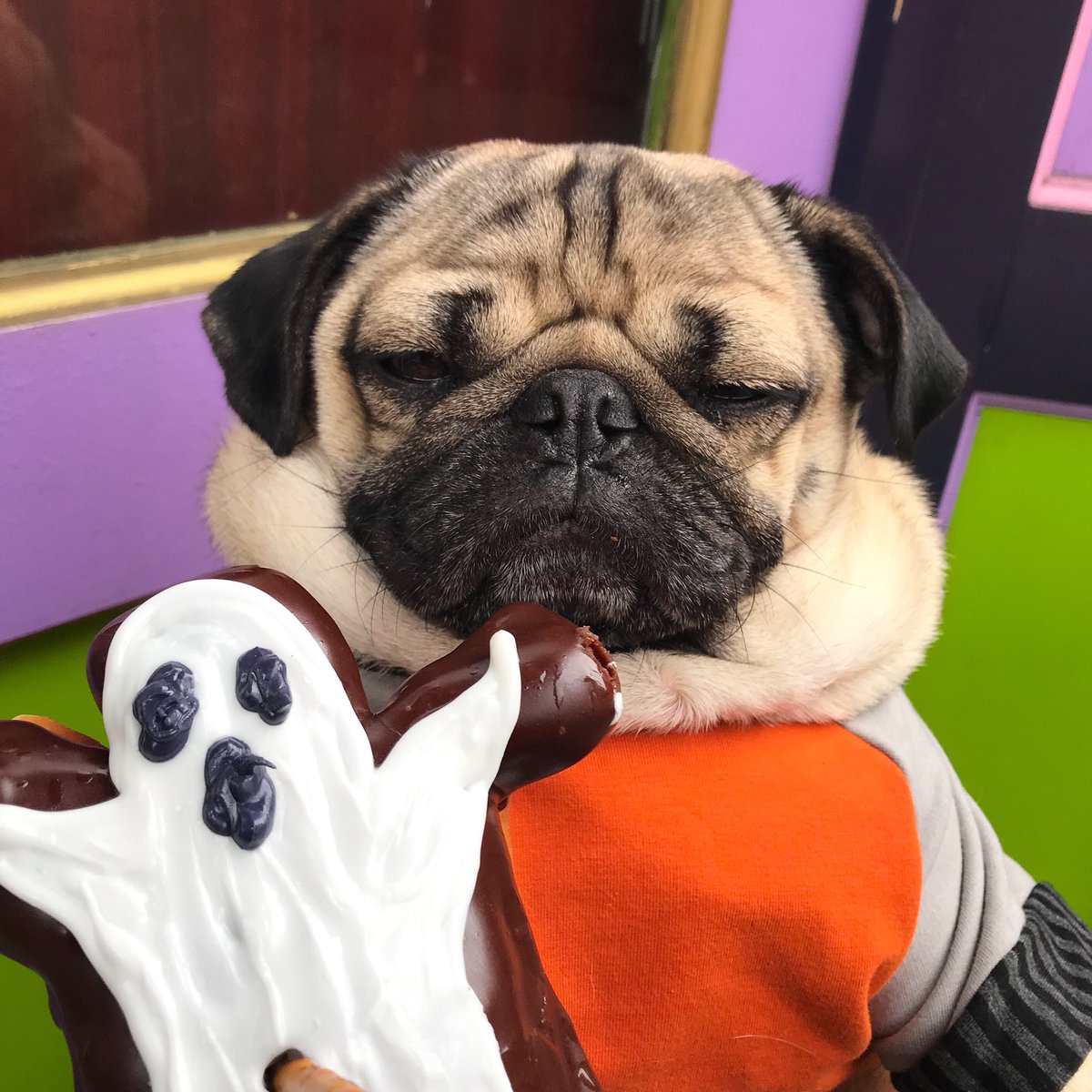 itsdougthepug's tweet photo. When someone tells u how many calories donuts have right before u eat one https://t.co/y6wjxjLxNx