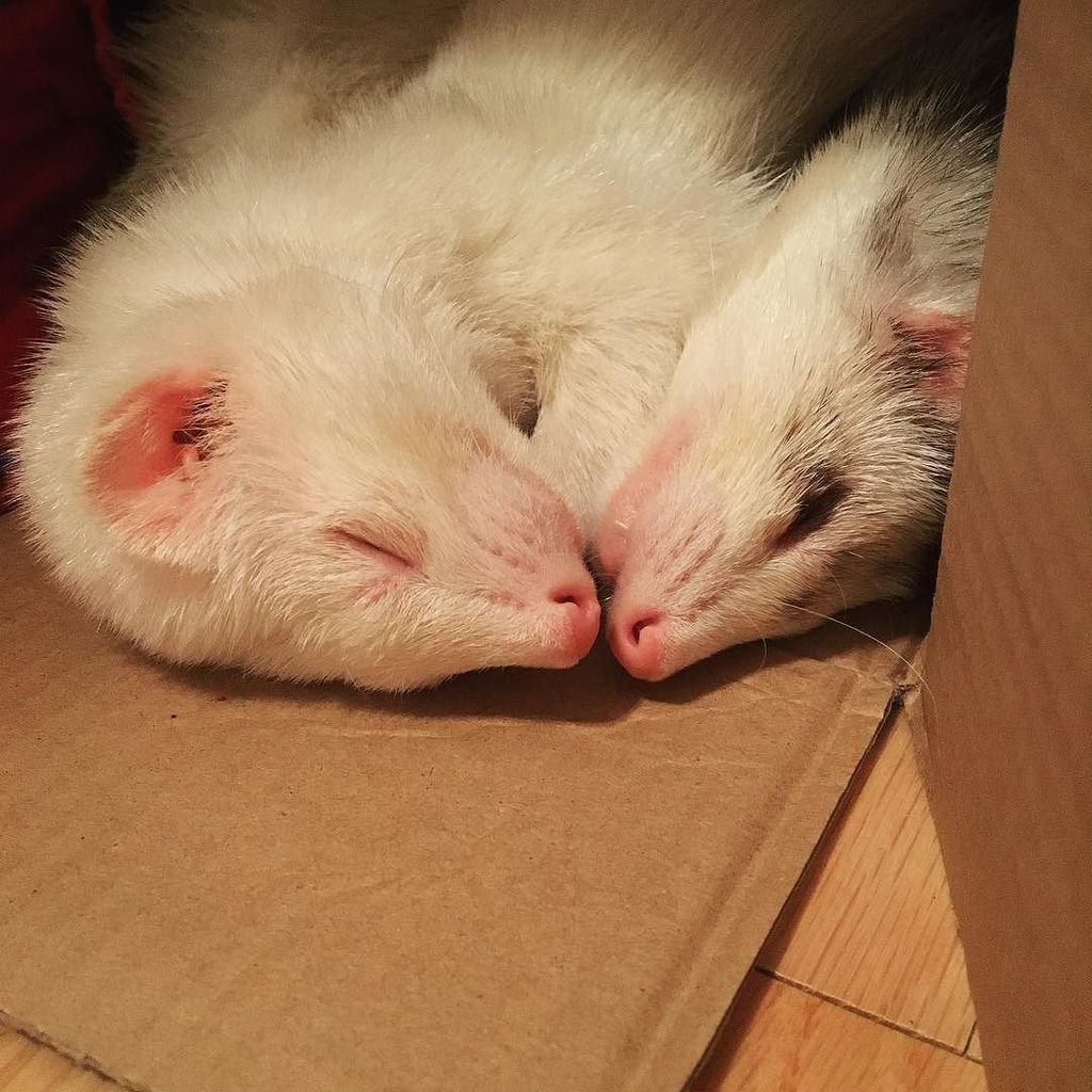 ohkirsten's tweet photo. See? They do love each other.
#ferrets #ferretgram #ferretism #ferretfun #ferretlife #ferretsleep #ferretsofinsta… https://t.co/BAlh5z0Y3L https://t.co/VIhJKll2AN