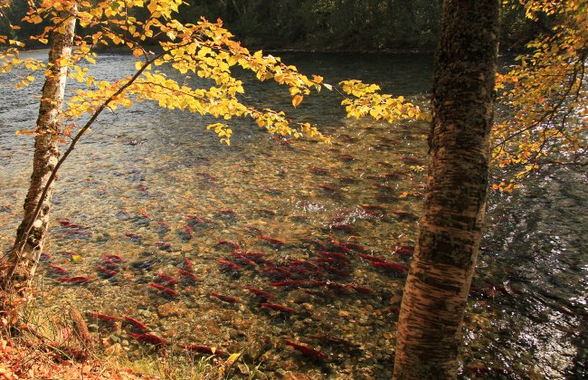 HelloBC's tweet photo. October is salmon spawning season. Here are 5 great places you can see this natural wonder: https://t.co/crH5lIx72H #exploreBC https://t.co/cPd4vfy2kU