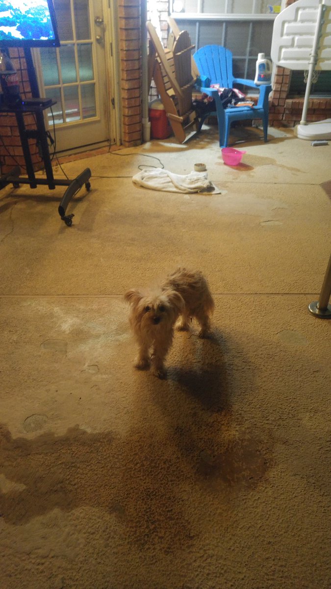 joebu19's tweet photo. @corbydavidson help snake this little guy needs a home. Showed up on my porch matted with fleas, cleaned him up. South Arlington by the lake https://t.co/iA5qVwFTvw