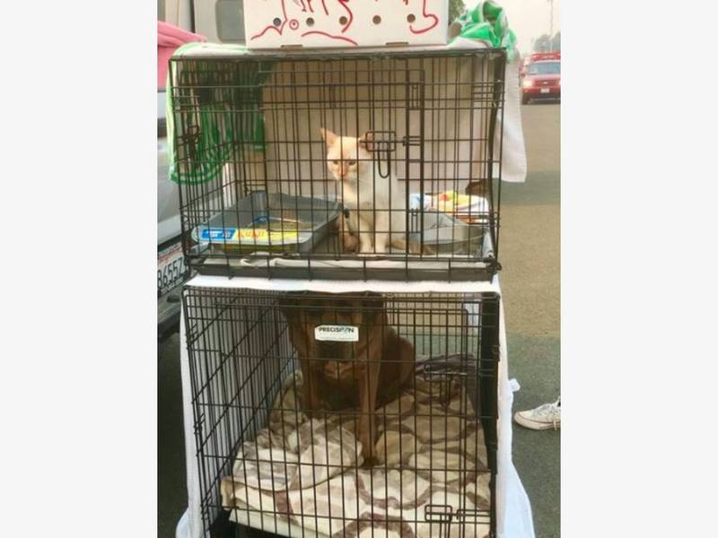 3rockmarketing's tweet photo. Social Media Pages Set Up To Help Fire Victims Find Lost Pets - https://t.co/XaBbn0Tyio #707Strong #NorthBayStrong #WeLoveCats https://t.co/CfDCkb9tc0