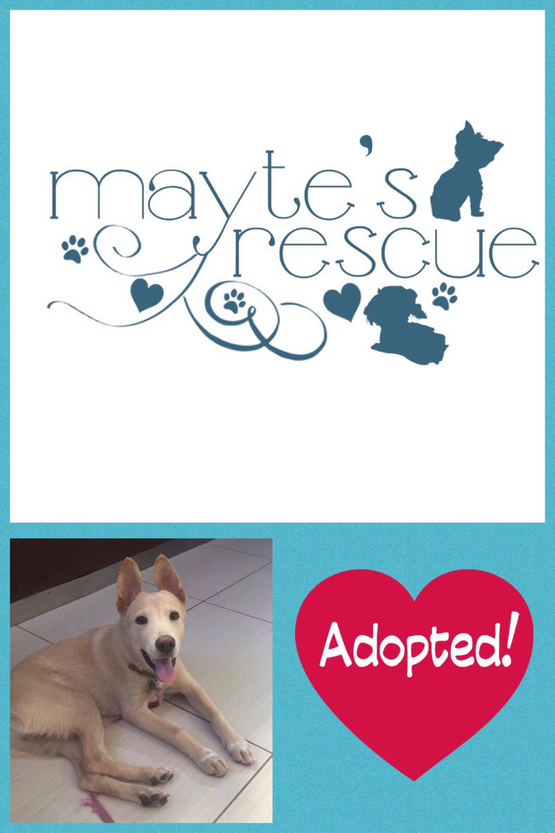 KimMAnnicchiar1's tweet photo. Happy Tails ~ Leo has been adopted !!!
#maytesrescue #happytails #furever #love #maytescrusaders #elfosterclub https://t.co/h2wnNcLLJg