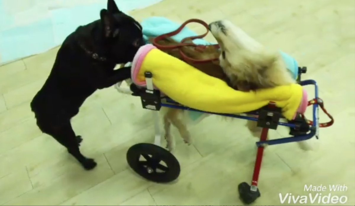 命令 こっそり インシュレータ 犬 介護 車椅子 H3n8 Org