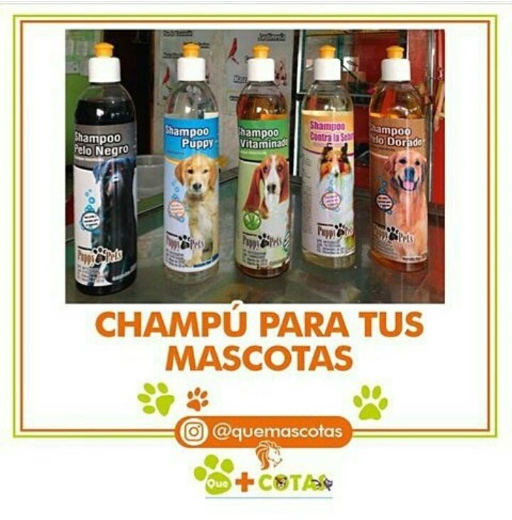 QueMascotas's tweet photo. Los mejores shampoo para el cuidado de tu perro disponibles en la tienda @QueMascotas tenemos la mejor atención para ustedes
 #lara https://t.co/txPfotJwOi