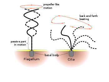 cilia_2017_'s tweet photo. Note the differences #DGSOrganelleVote2017 #cilianotflagellum https://t.co/eLDiDCJLL0