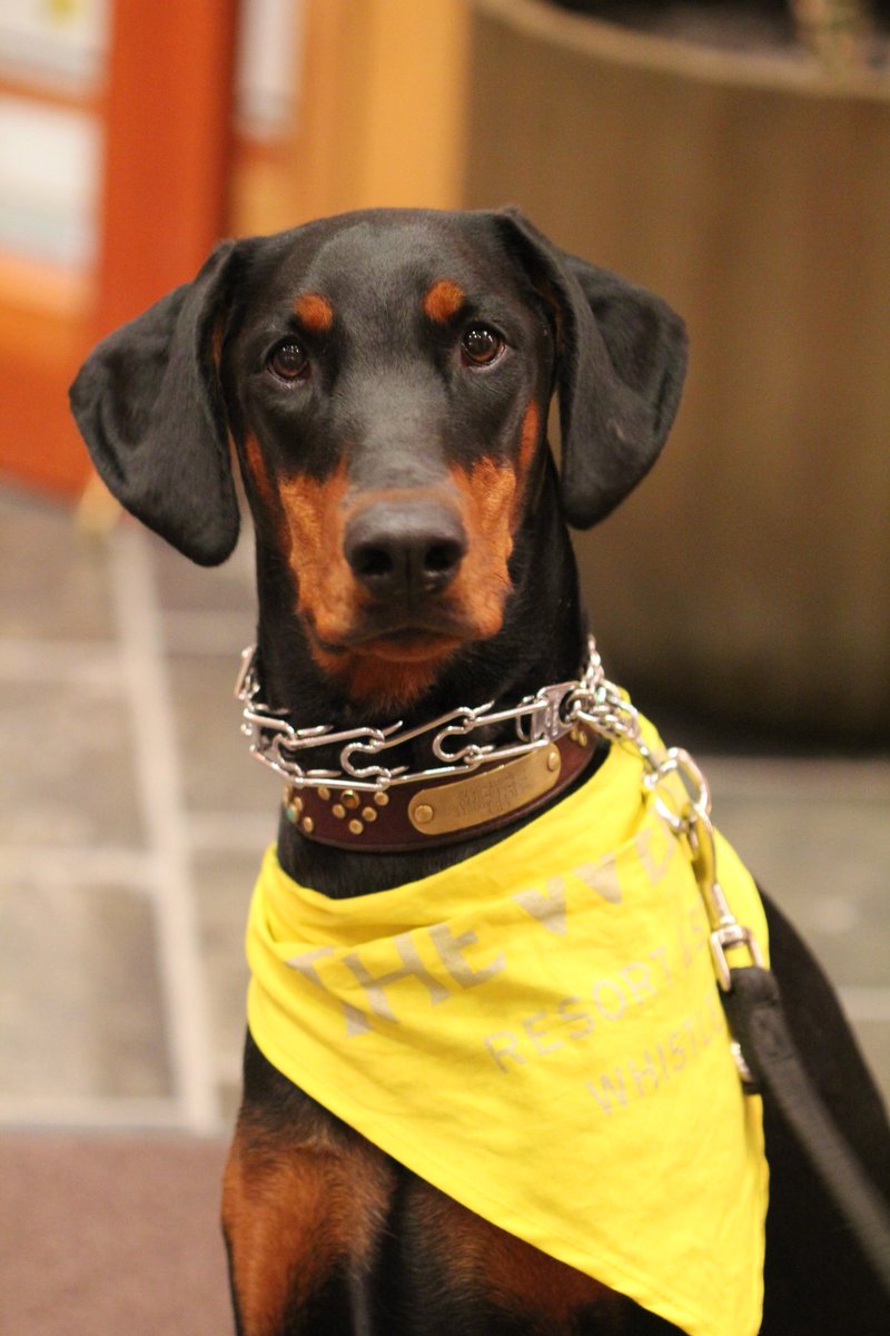heaIthypawfoods's tweet photo. Thanks @Westin_Whistler for hosting #woofweekend ! It was amazing to see all the happy dogs there! π€πΎ #dogs#dogsoftwitter #vancouver #rawfed https://t.co/sJ1IqUUI0m