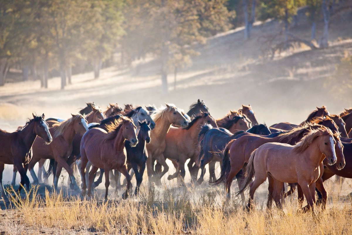 dannoyes's tweet photo. Trump Administration moving to kill Wild Horses, protected as symbols of our pioneer spirit. Time to take action if you care. #ABC7now https://t.co/L19wxO4AsD