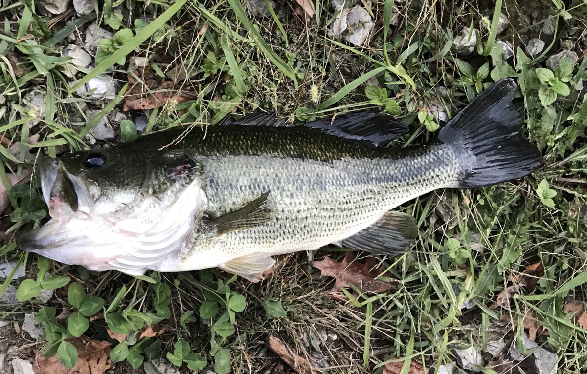 houser_ben's tweet photo. @13fishing #myol https://t.co/1b7a10qHGv
