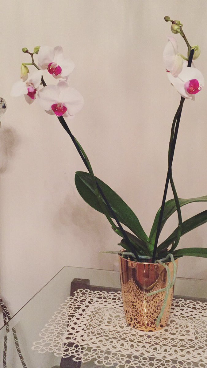 MissKittani's tweet photo. Anyone have any #orchidcaretips? #indoororchidplant #Myfirstplant 🌸 https://t.co/MMz4sJMmZi