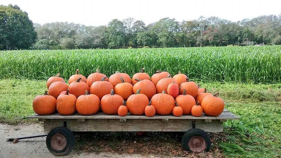 PikeFarms's tweet photo. Another season, another beautiful day! #PikeFarms https://t.co/v5FeGpmNA9