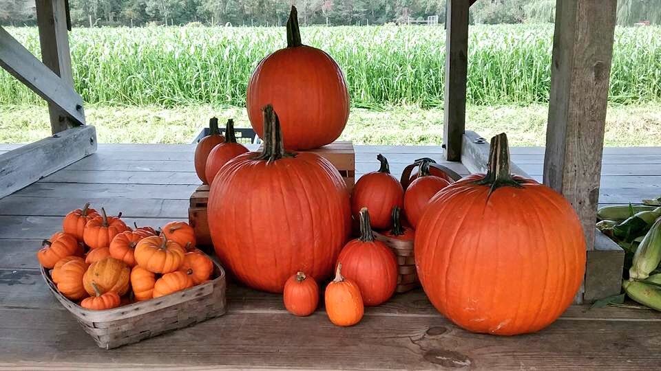 PikeFarms's tweet photo. Another season, another beautiful day! #PikeFarms https://t.co/v5FeGpmNA9