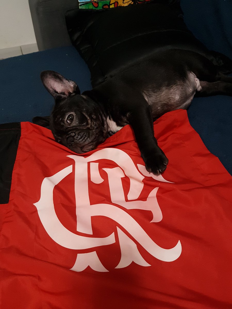 bettovillanova1's tweet photo. @Flamengo Hoje Aquiles dorme bem 🇦🇴 https://t.co/cNF576dPY5
