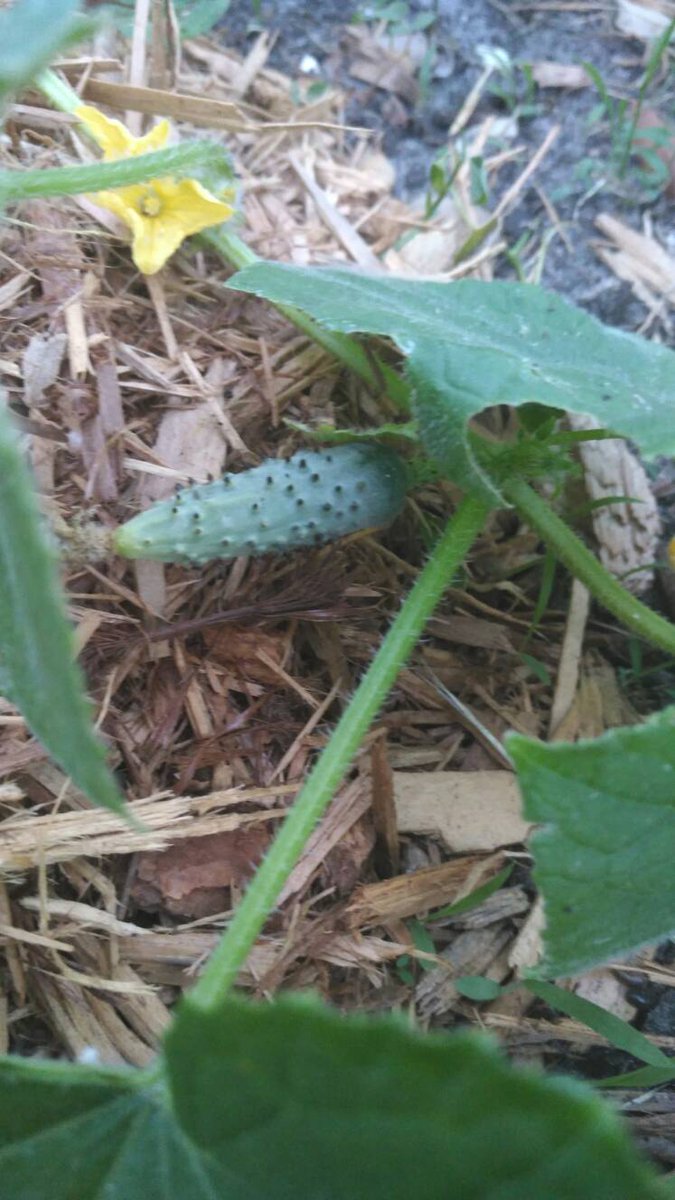 Drewhasagarden's tweet photo. Baby cucumber comming out.#herbs #drewhasagarden #igrewthem #mybackyard #myproduce #orlando #veggies #produce https://t.co/eB31dxExeB