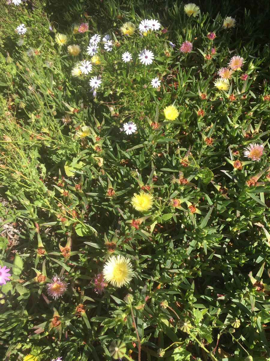 mymindmaster's tweet photo. Always flowers on my way 😍
#spring #flowers #walk #bush https://t.co/Sp6aQdIJEb