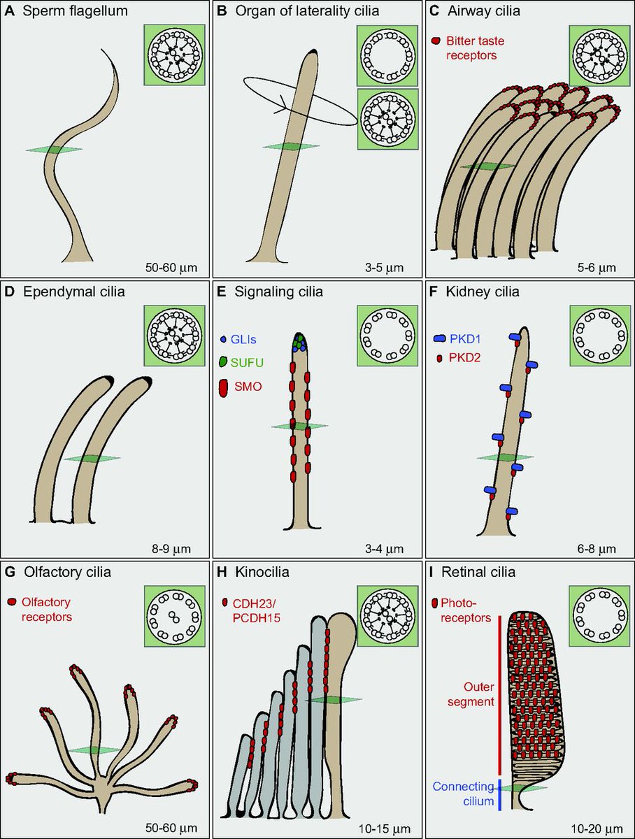cilia_2017_'s tweet photo. Cilia comes in a variety of forms to perform different jobs all around the body. Unlike the flagellum #DGSOrganelleVote2017 https://t.co/0jPGAPNmsy