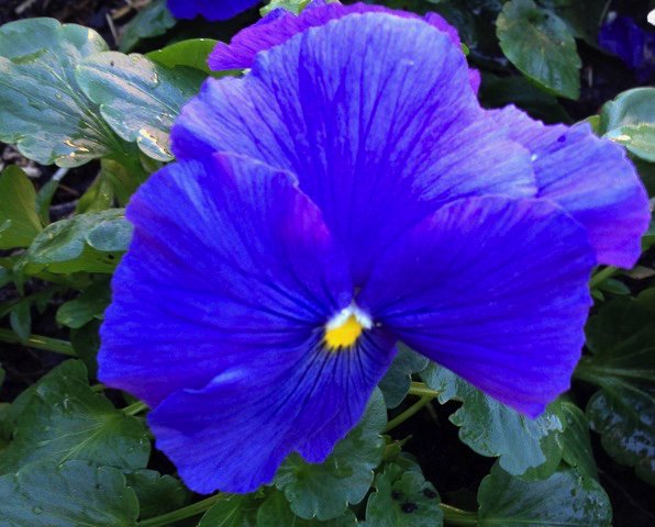 IsabellaKoldras's tweet photo. @dale_dixon @RBGSydney @TexanInOz @LooniCat @HortErotica @Greggrow @challenguate @gardenalot @SiemonJohn @EveLandeira let's do it again #BlueFlower #Encore change the mundane into memorable #FleurDePenseeBleue #BluePansyFlower into #PastMemory #MemoirePassee https://t.co/WHGSTVaoeD
