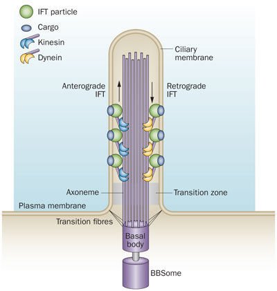 cilia_2017_'s tweet photo. As motile cilia I have a 9+2 Structure #Beautiful  #DGSOrganelleVote2017 https://t.co/oNFpzyQJhy