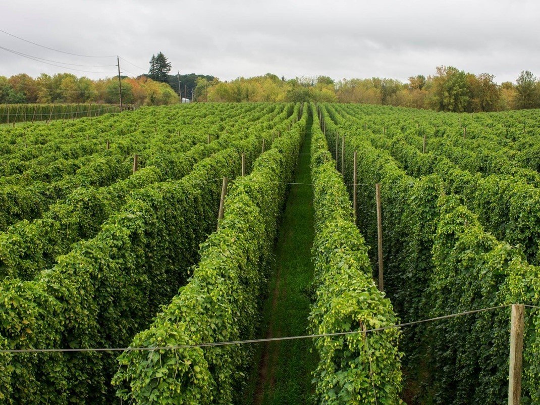 BeerCoAu's tweet photo. https://t.co/7pRcBQgATX Talk on #Hops101 Where? Why? How? What's New? in Hops! #beer #brewing @YCHHOPS @HopProducts @thehopslist @NZHopsLtd https://t.co/8aJq6jwP0J
