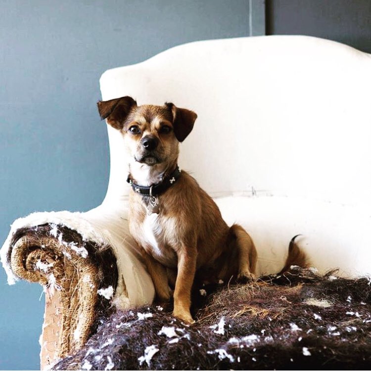 VintiqueChairs's tweet image. It’s time for a new look..watch this space over the next few weeks for new #branding and #Website Read more here 

facebook.com/vintiqueuphols…