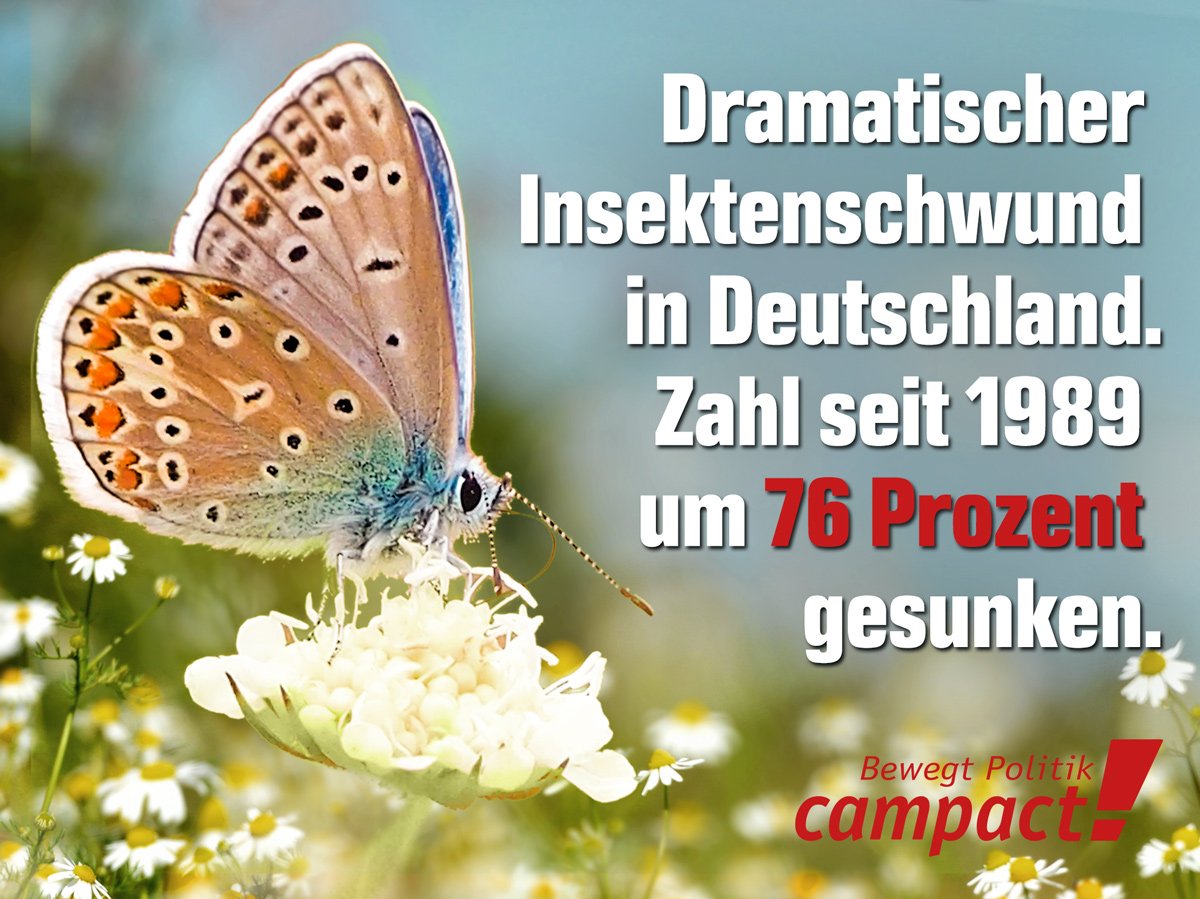 campact's tweet photo. Apropos #Insektensterben – nächste Woche wird in der EU über die Zukunft von #Glyphosat entschieden. Wie viele Hinweise braucht es noch? https://t.co/Sn5Ky4Fmxb