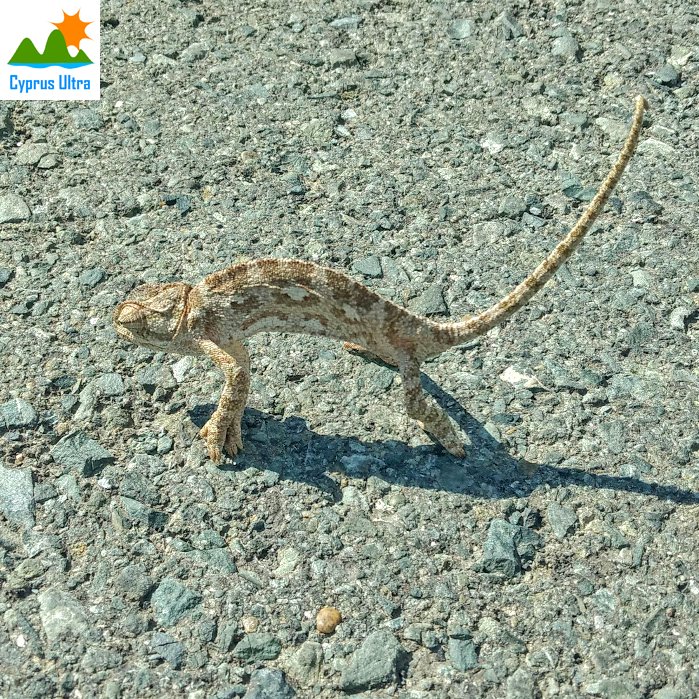 Slow or fast, walk, hike or run. All welcome, Sunday 22nd October, fun training 9AM Vasa Kellakiou, #limassol #cyprus