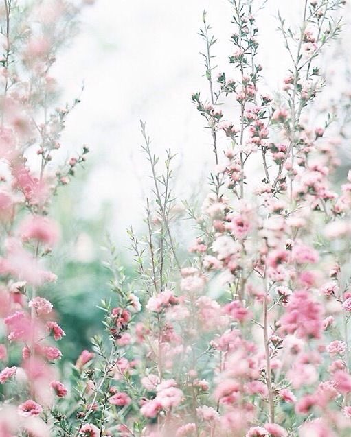 pinku_tai's tweet photo. 🌼🌸🌺
Cr : PTR https://t.co/bPyDVJiOFn