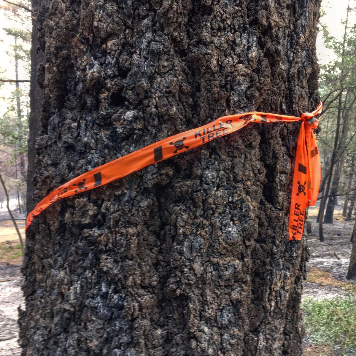 LagierMeredith's tweet photo. Beware the #killertree. The mop up takes longer than the fire fighting. #mtveeder #napafire https://t.co/NI4LtGZ1uo