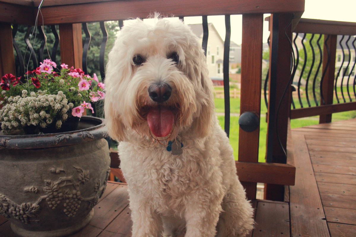 _Brittiss_'s tweet photo. Just in case you need some happiness today, here’s 14 pictures of my dog❤️ https://t.co/vRLn8STcaa