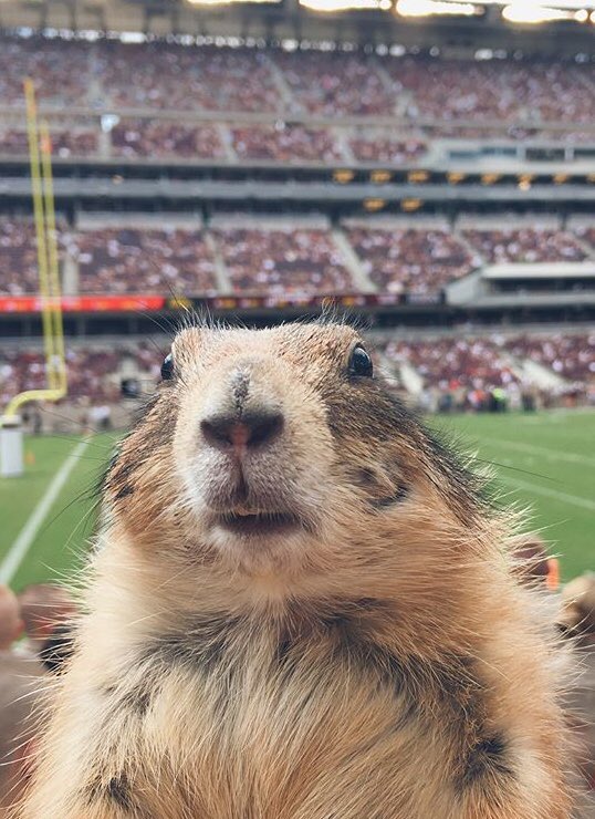 Do Prairie Dogs Make Good Pets