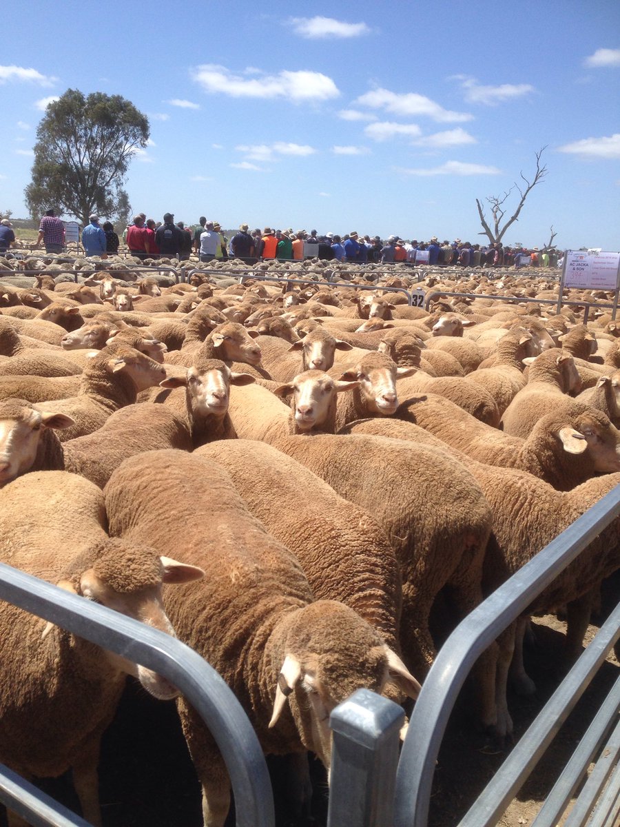 They are our sheep at the Keith market
