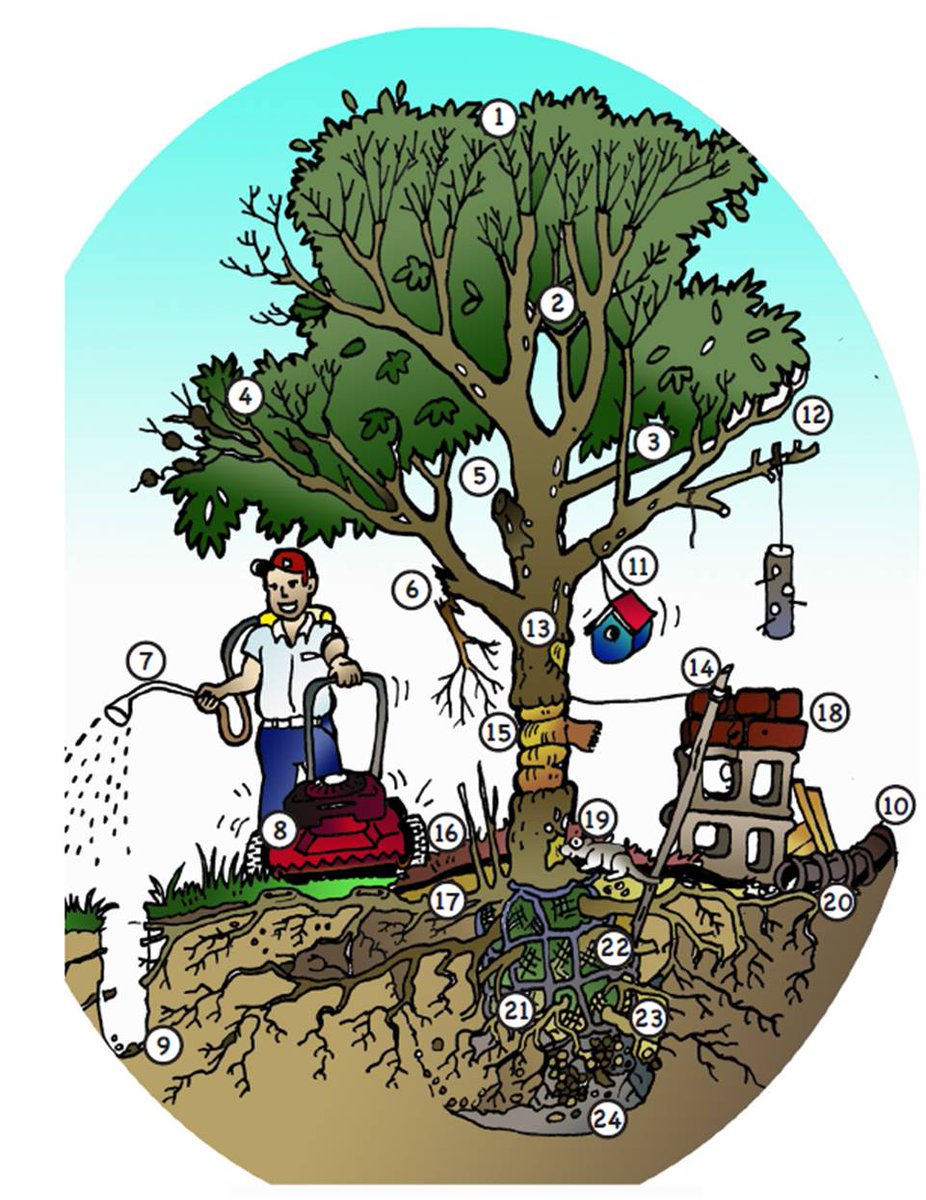 24 ways to kill (and NOT kill!) a tree by @VCE_news. Simple but effective communication. #urbantree #trees pubs.ext.vt.edu/430/430-210/43…