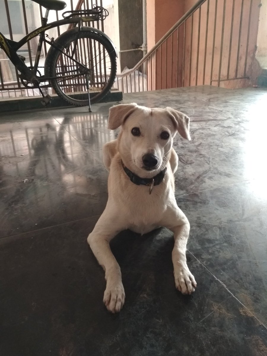 parakram_h's tweet photo. Got a visitor last night
She has a belt with paws on it Very friendly &amp; quiet
Think is lost
Pls RT #Help to find owners Vasant Kunj, Delhi https://t.co/OkGtP3d1q5