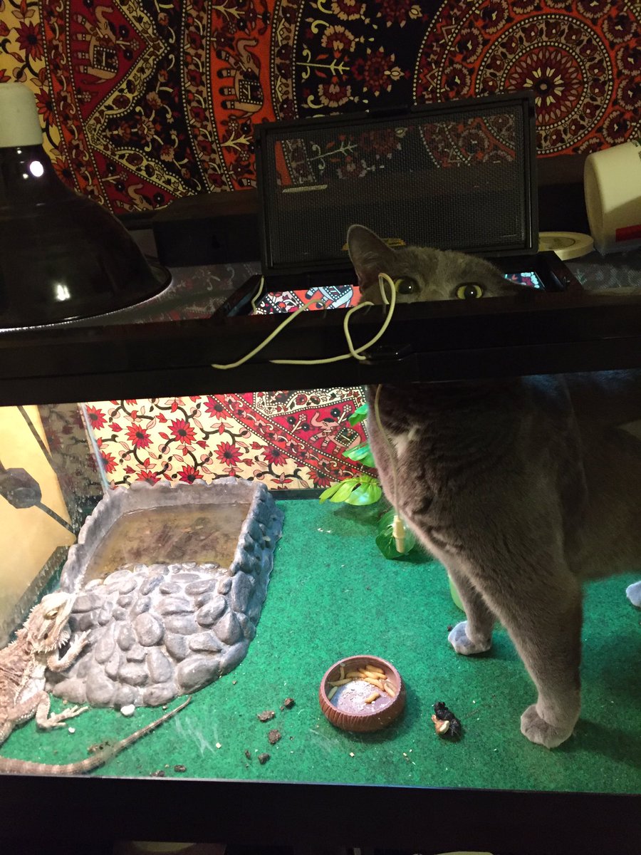 sjalynnmayree's tweet photo. i get out of the shower and go into my room and my fuckin cat is just ???? how did you even get ur big ass body in there https://t.co/M73AerIgp5