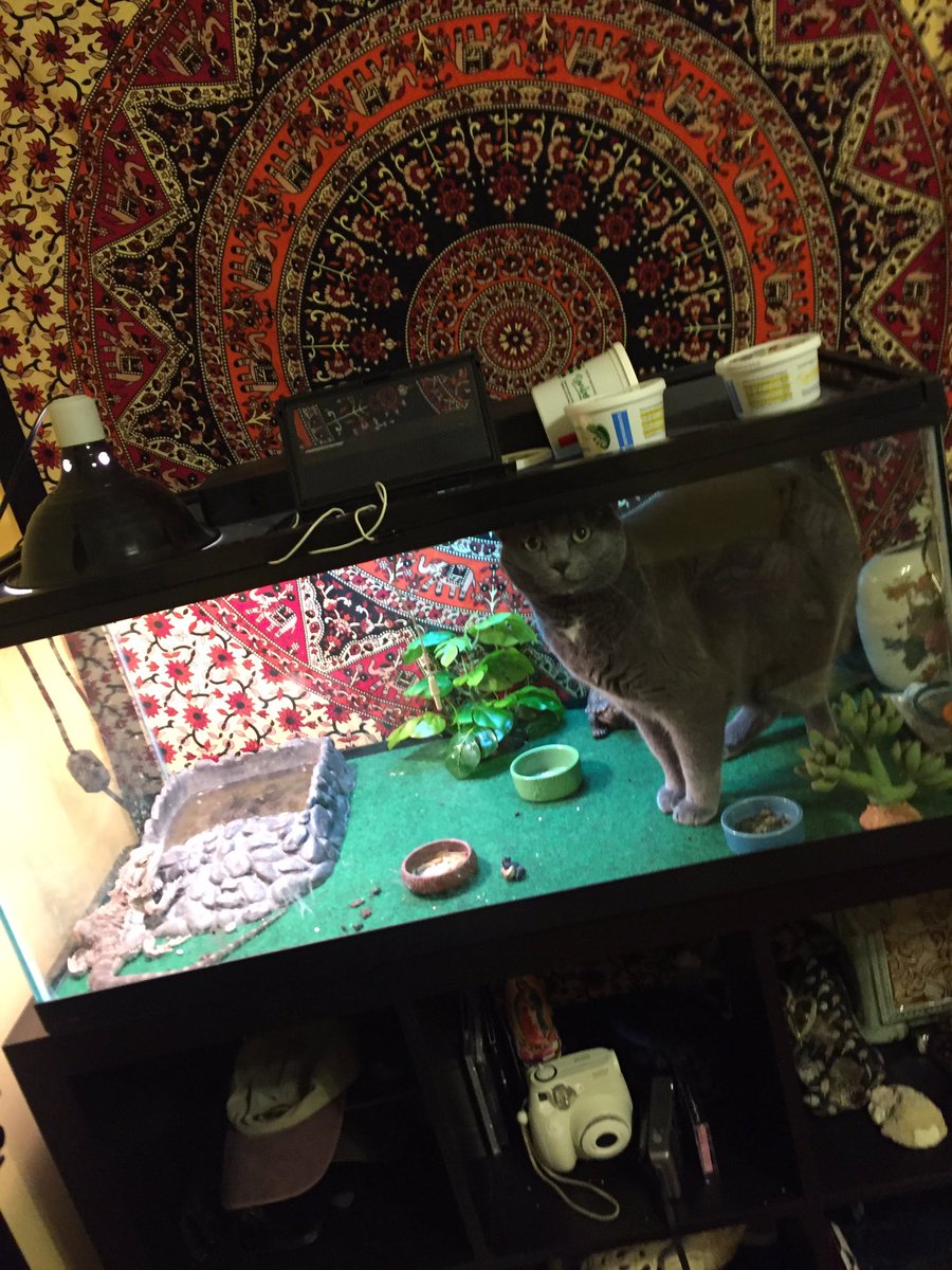 sjalynnmayree's tweet photo. i get out of the shower and go into my room and my fuckin cat is just ???? how did you even get ur big ass body in there https://t.co/M73AerIgp5