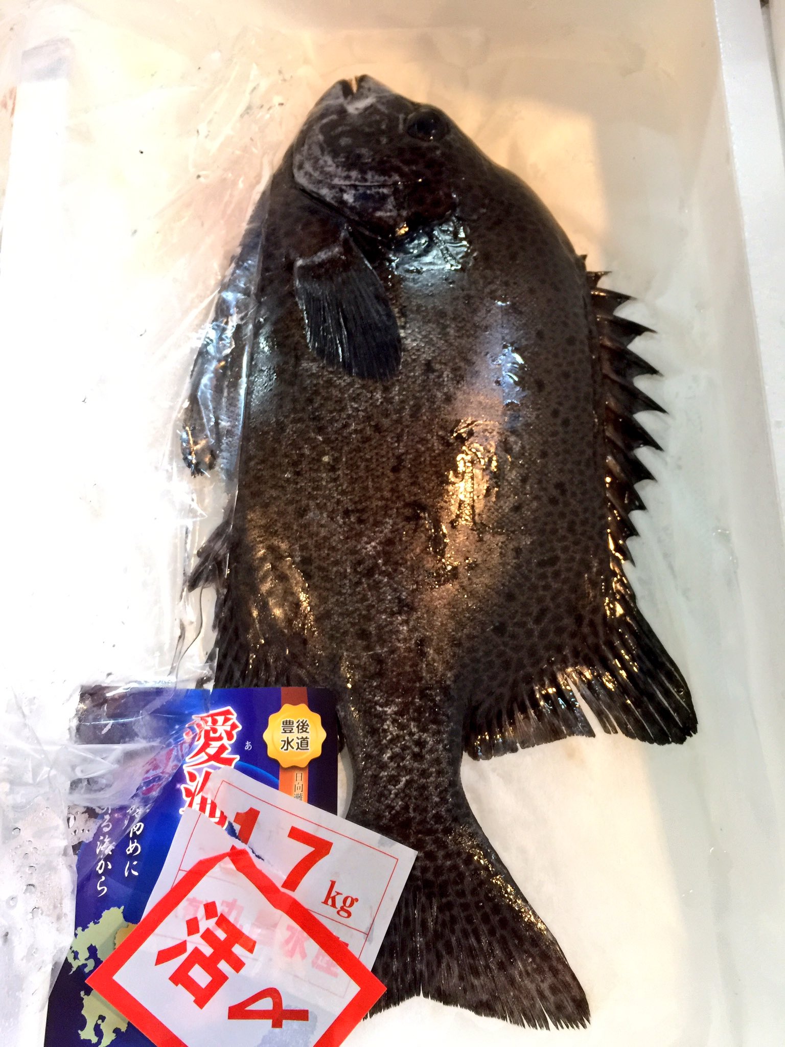 さおりん V Twitter 石垣鯛 老成魚 築地市場 築地女子 石垣鯛 シガテラ毒 T Co Zbbjwdflkz Twitter