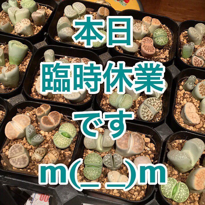 MedelleShop's tweet photo. 店長体調不良につき、本日臨時休業とさせて頂きます。季節の変わり目ってダメですね...今日中に気合いで治します!
#多肉 #多肉植物 #寄せ植え #サボテン #観葉植物 #岡崎市 #愛知 #メデル #medelle #succul… https://t.co/MWED9wOVkD https://t.co/PCumjYdOlW