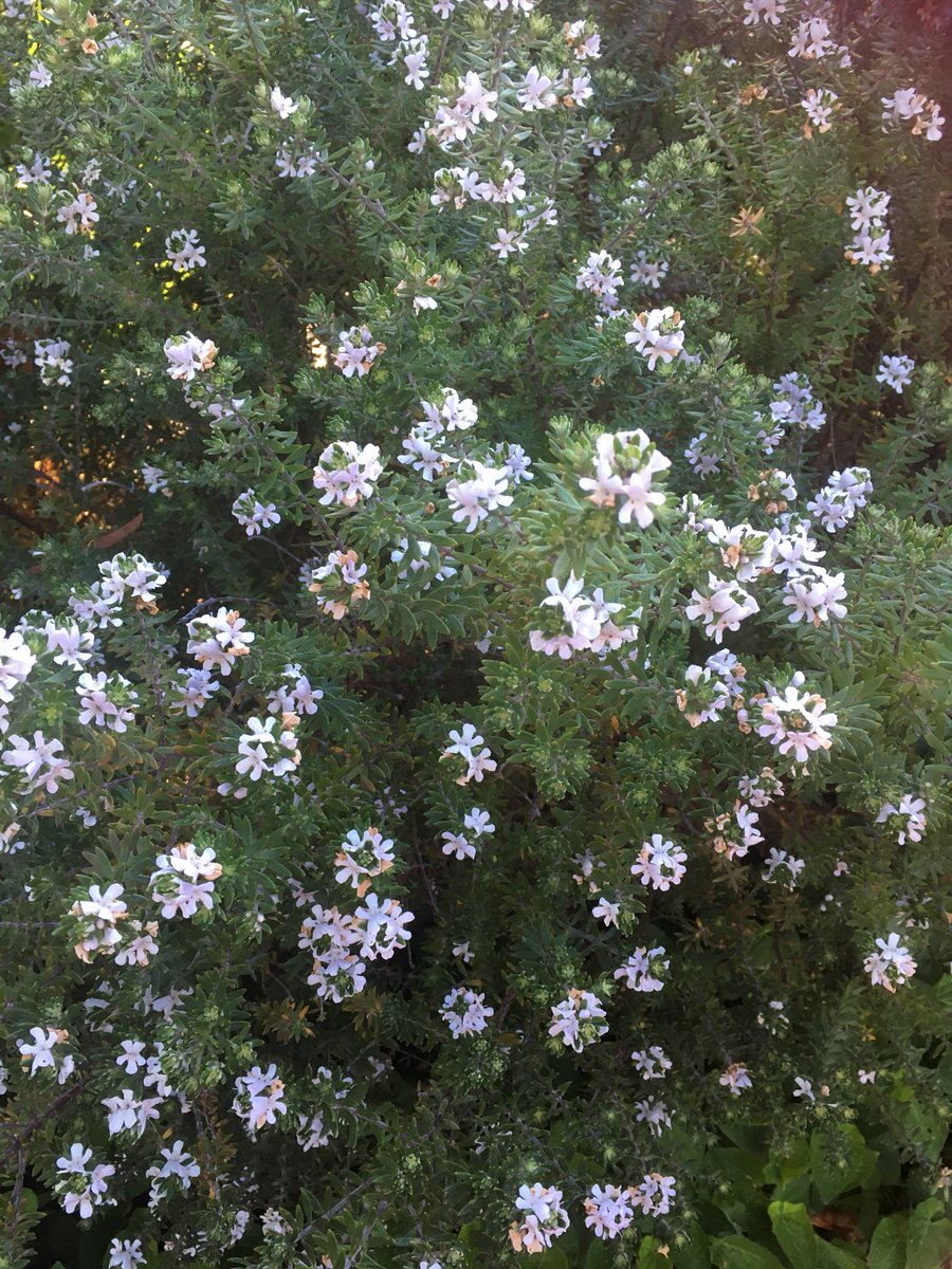 AstroLeanne's tweet image. My spring suburb. #lotsofcolours #morningwalks #Canberra