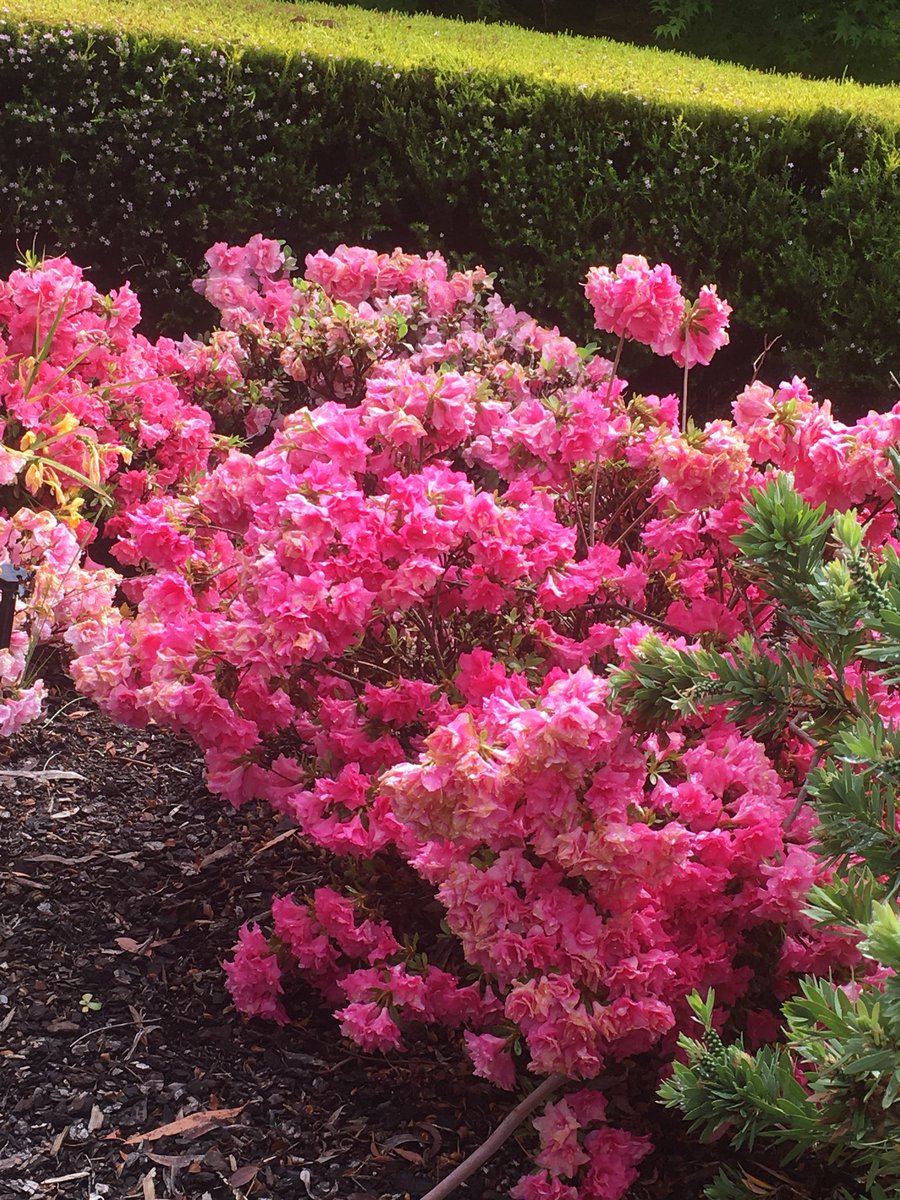 AstroLeanne's tweet image. My spring suburb. #lotsofcolours #morningwalks #Canberra
