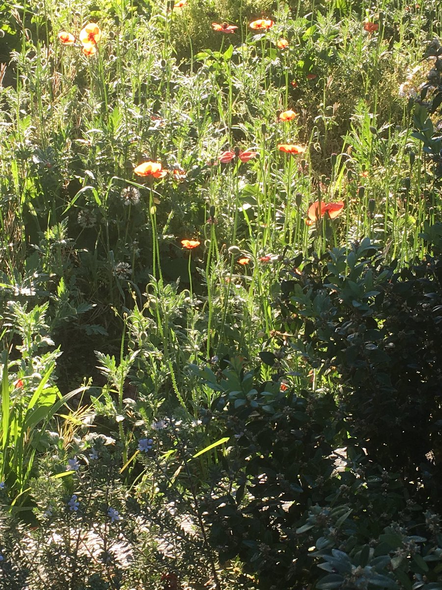 AstroLeanne's tweet image. My spring suburb. #lotsofcolours #morningwalks #Canberra